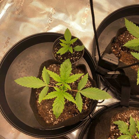 Shogun growlog timeline photo