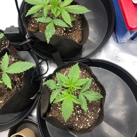 Shogun growlog timeline photo
