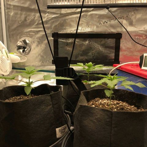 Shogun growlog timeline photo