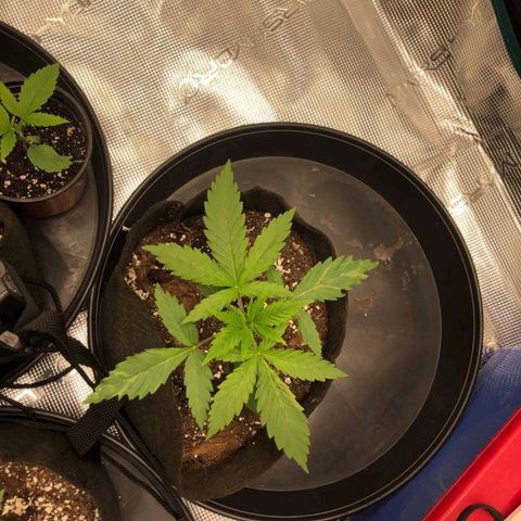 Shogun growlog timeline photo