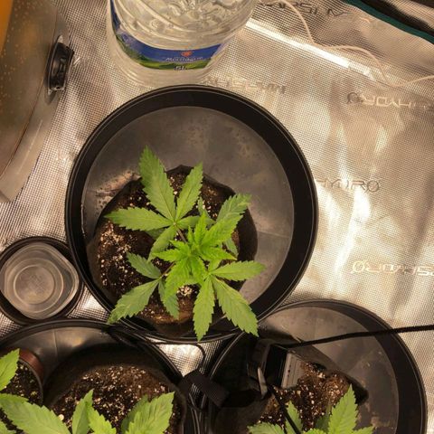 Shogun growlog timeline photo