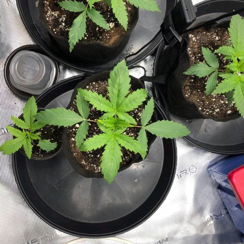 Shogun growlog timeline photo