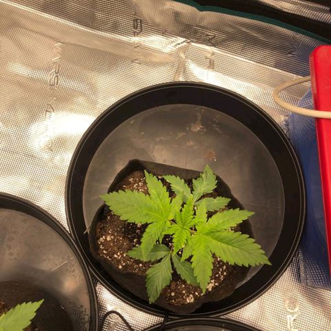 Shogun growlog timeline photo