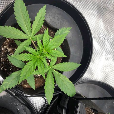 Shogun growlog timeline photo