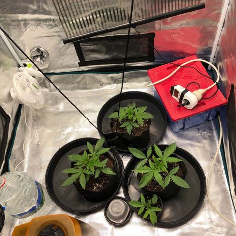 Shogun growlog timeline photo