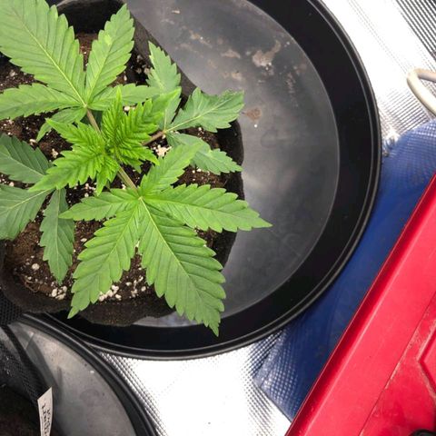 Shogun growlog timeline photo