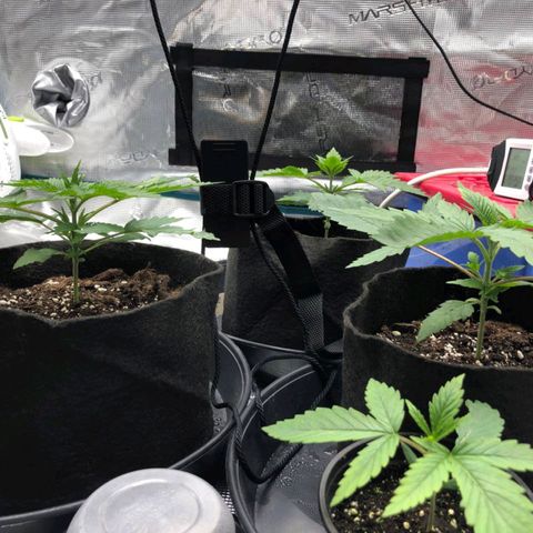 Shogun growlog timeline photo