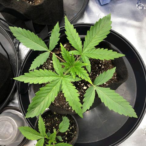 Shogun growlog timeline photo