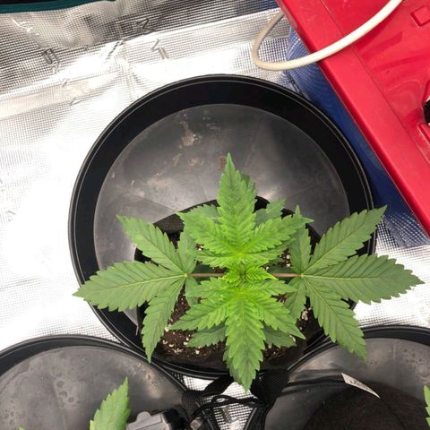 Shogun growlog timeline photo
