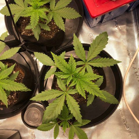 Shogun growlog timeline photo