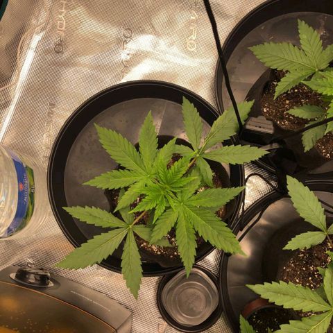 Shogun growlog timeline photo
