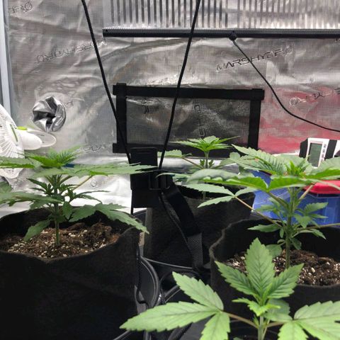 Shogun growlog timeline photo