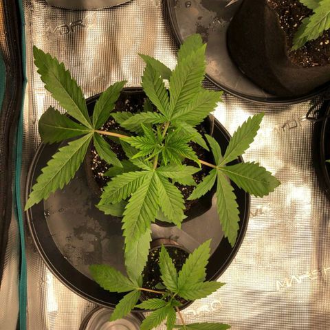 Shogun growlog timeline photo