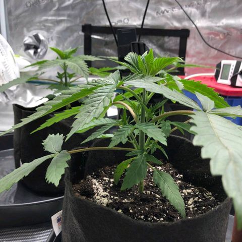 Shogun growlog timeline photo