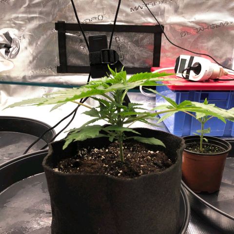 Shogun growlog timeline photo