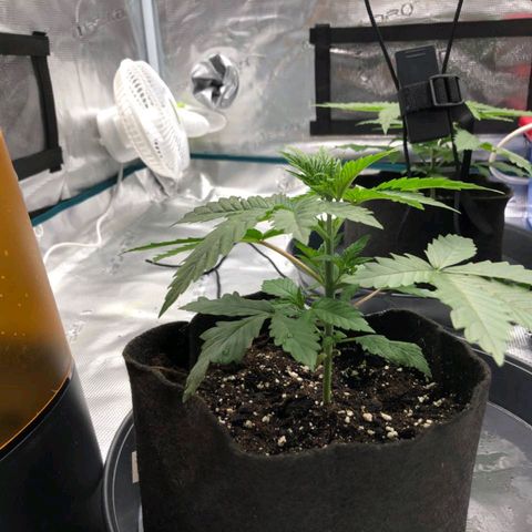 Shogun growlog timeline photo