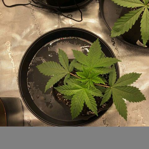 Shogun growlog timeline photo