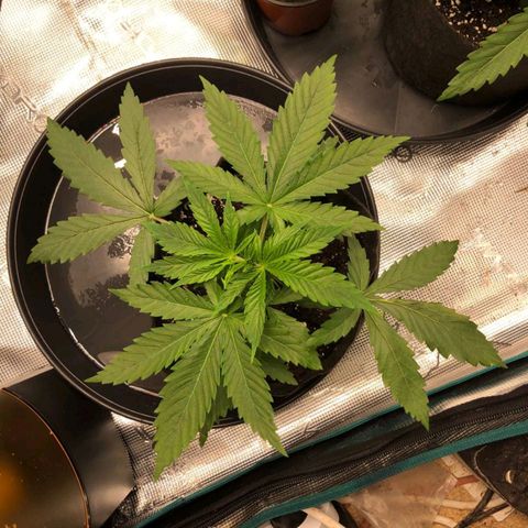 Shogun growlog timeline photo
