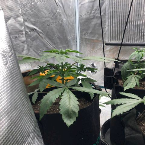 Shogun growlog timeline photo