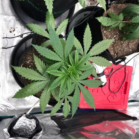 Shogun growlog timeline photo