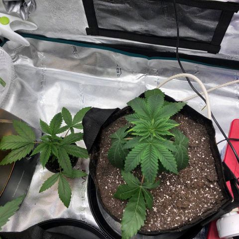 Shogun growlog timeline photo