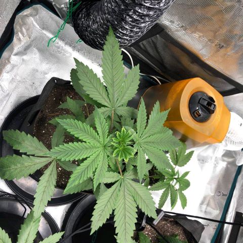 Shogun growlog timeline photo