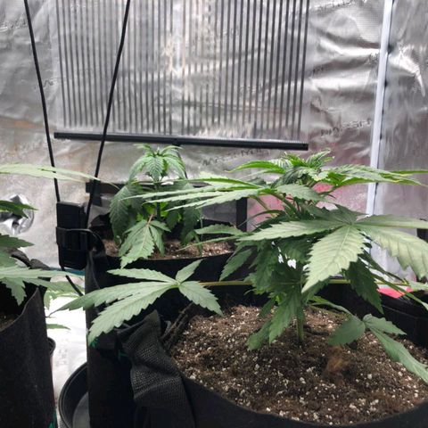 Shogun growlog timeline photo