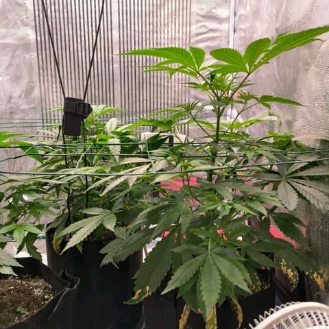 Shogun growlog timeline photo