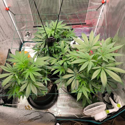 Shogun growlog timeline photo