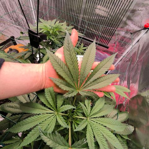 Shogun growlog timeline photo