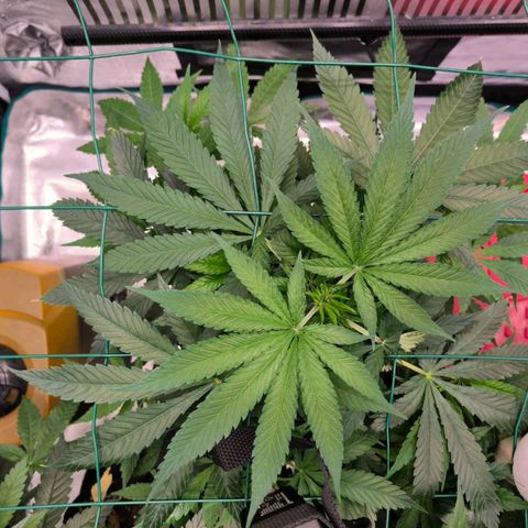 Shogun growlog timeline photo