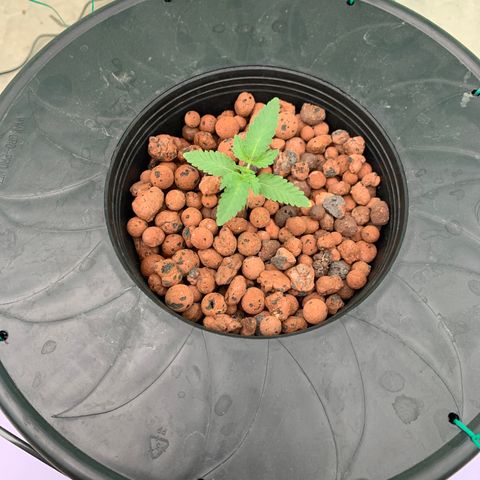 Mystery pack 1 growlog timeline photo