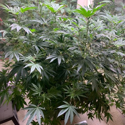 Mystery pack 1 growlog timeline photo