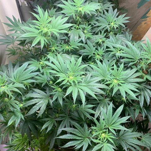 Mystery pack 1 growlog timeline photo