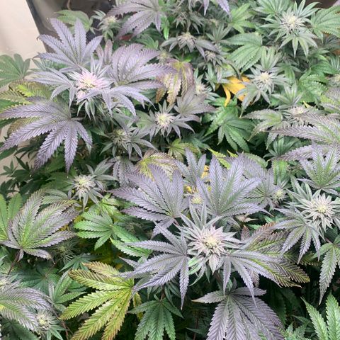 Mystery pack 1 growlog timeline photo
