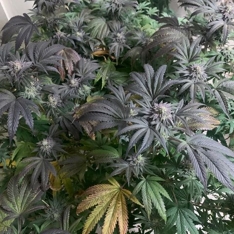 Mystery pack 1 growlog timeline photo