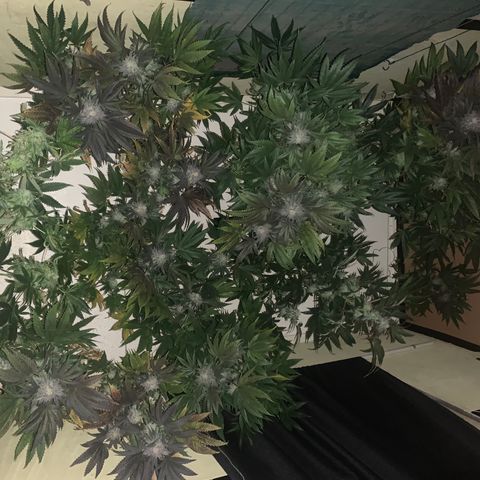 Mystery pack 1 growlog timeline photo