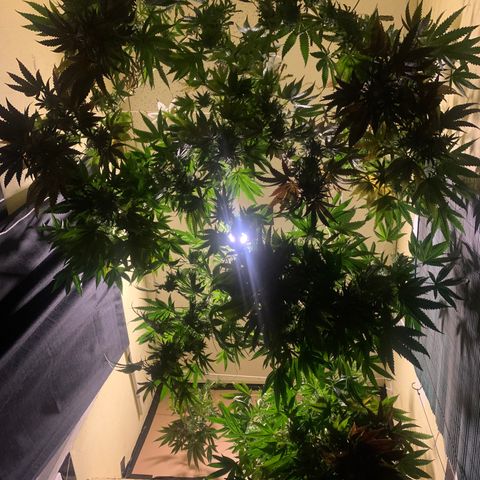 Mystery pack 1 growlog timeline photo