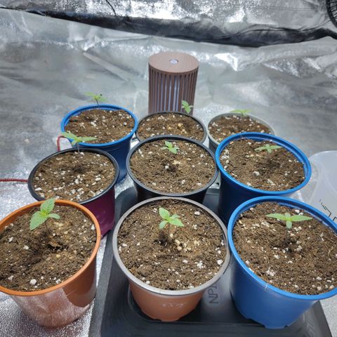 Strawberry Cough growlog timeline photo