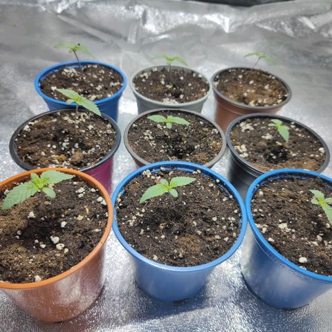 Strawberry Cough growlog timeline photo