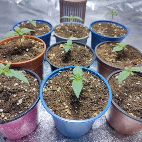 Strawberry Cough growlog timeline photo