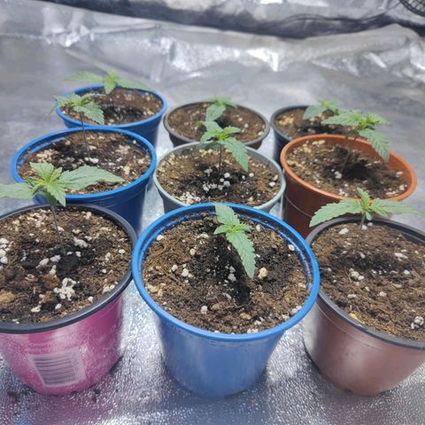 Strawberry Cough growlog timeline photo