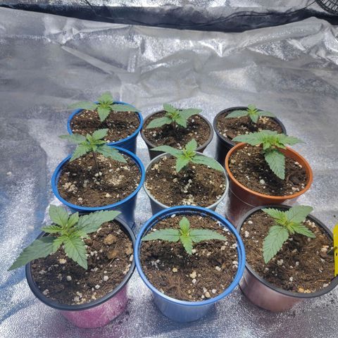 Strawberry Cough growlog timeline photo