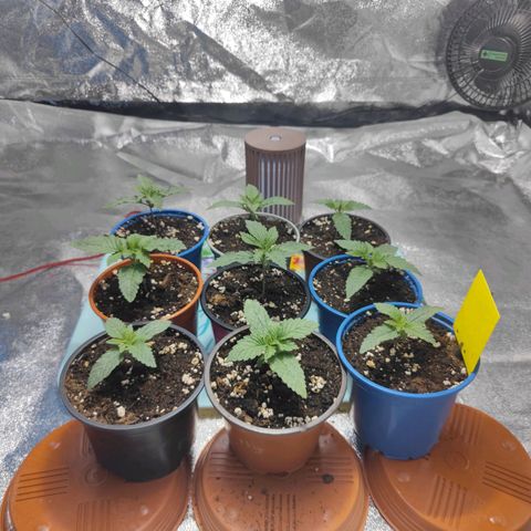 Strawberry Cough growlog timeline photo