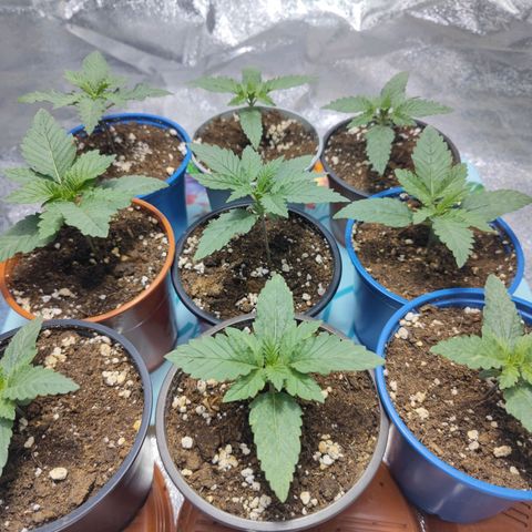 Strawberry Cough growlog timeline photo