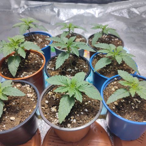 Strawberry Cough growlog timeline photo