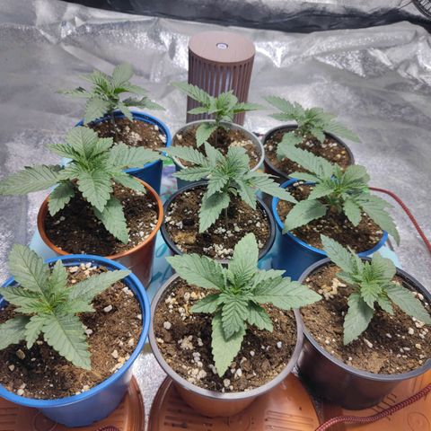 Strawberry Cough growlog timeline photo