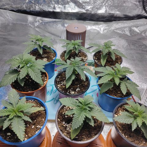Strawberry Cough growlog timeline photo