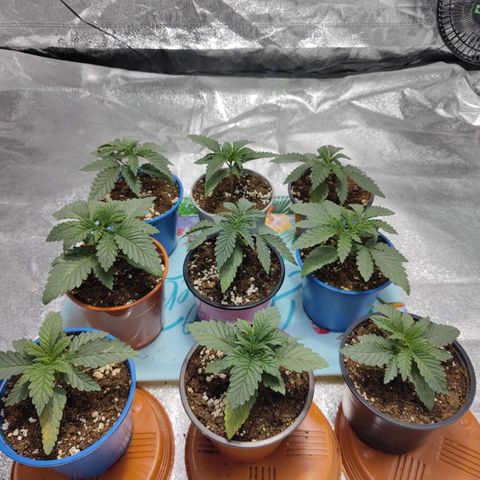 Strawberry Cough growlog timeline photo