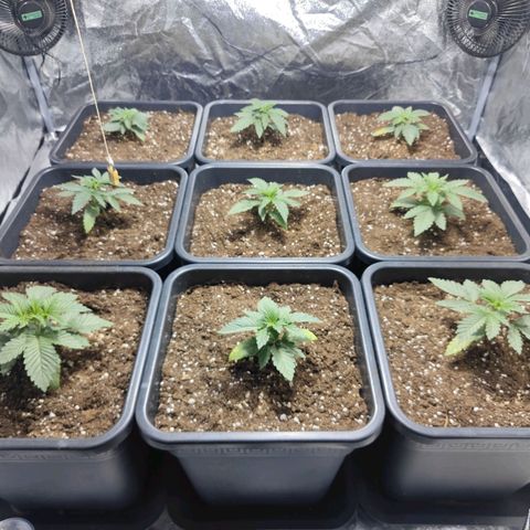 Strawberry Cough growlog timeline photo